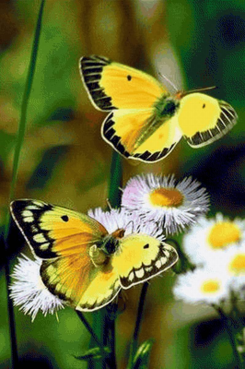 Кофе цветы утреннее настроение