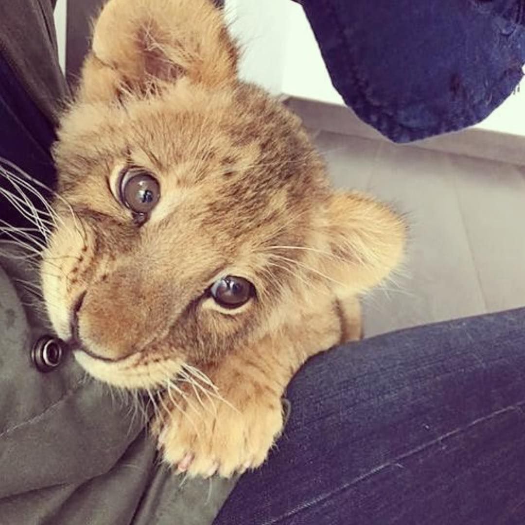 Маленький Львенок домашний