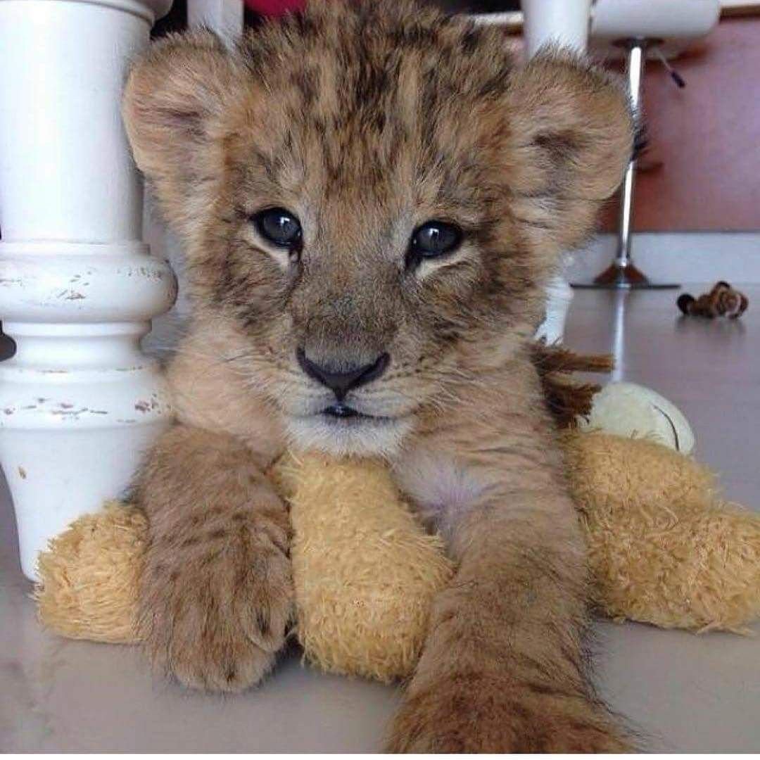 Львенок с большими глазами