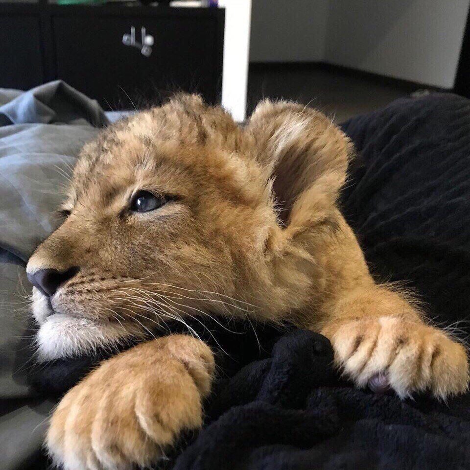 Домашний Лев