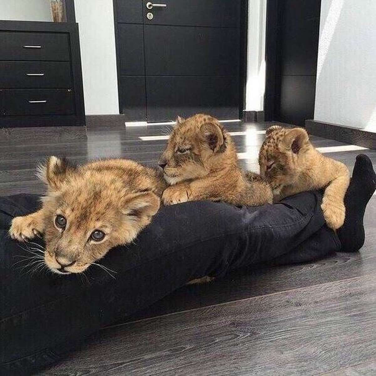 Львенок в доме