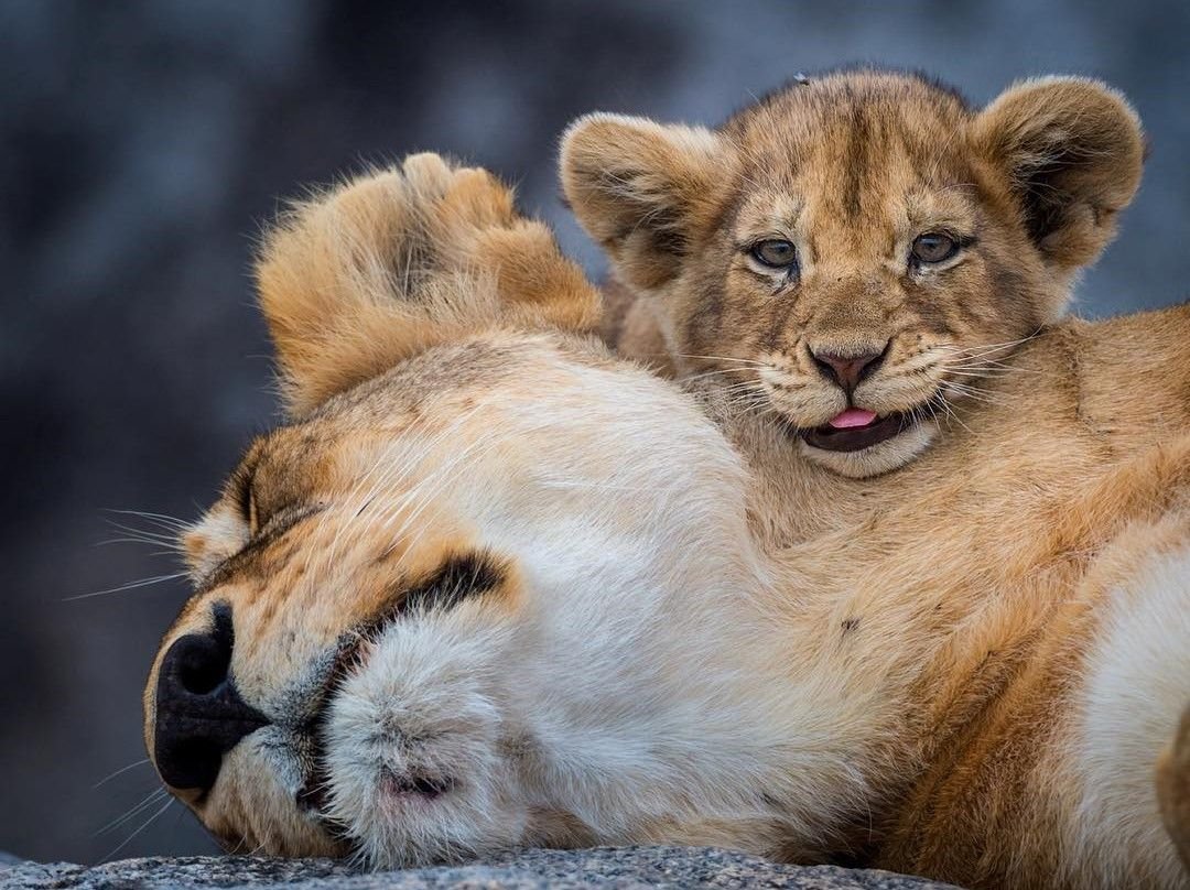 Красивый Львенок