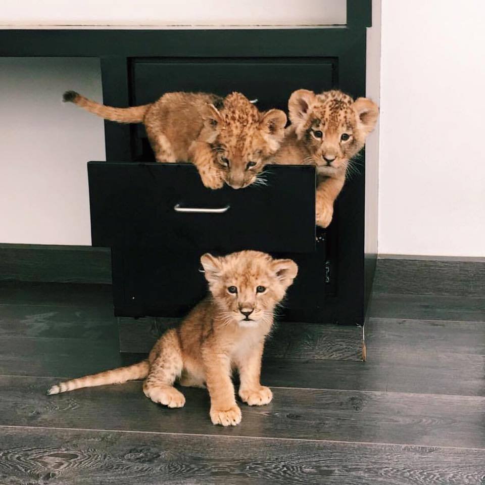 Маленький Львенок домашний