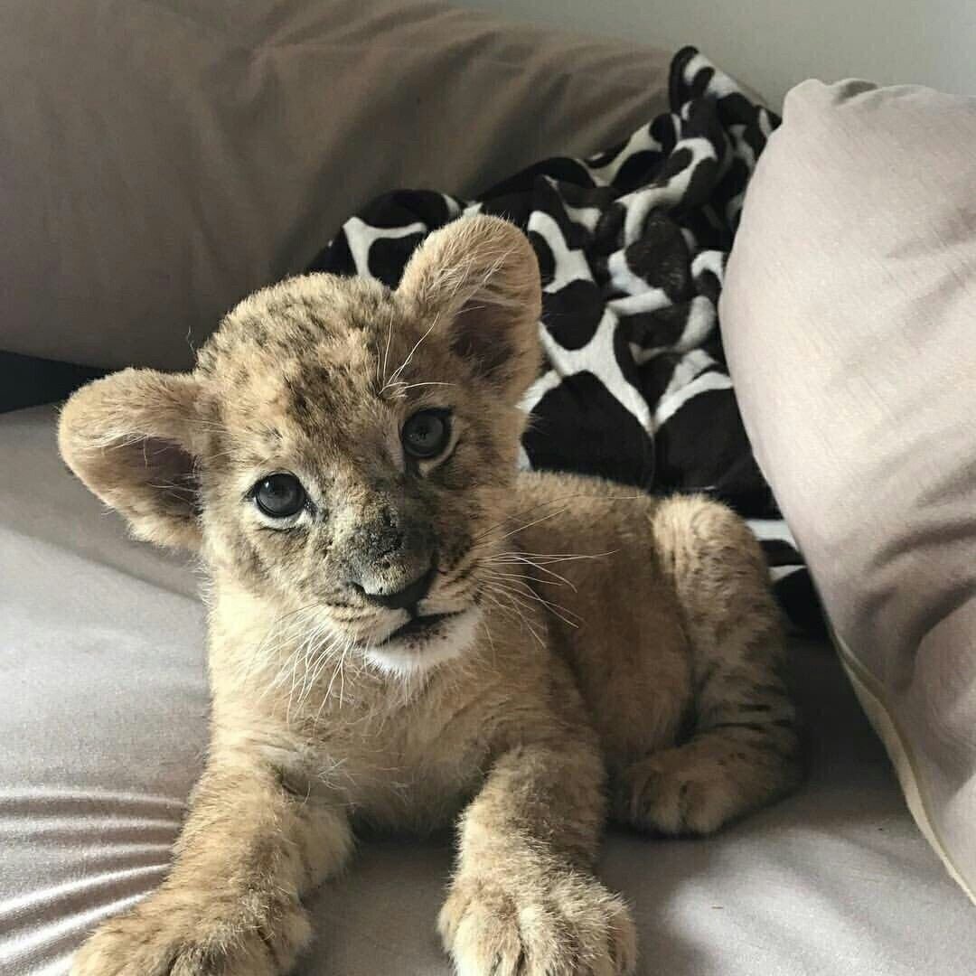 Домашние львята