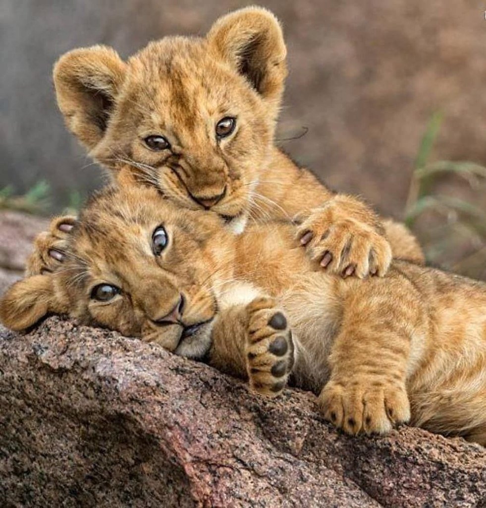 Красивый Львенок