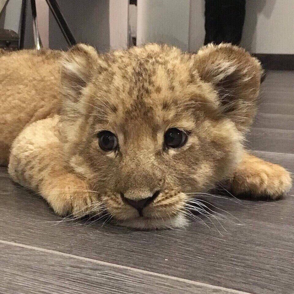 Домашние львята