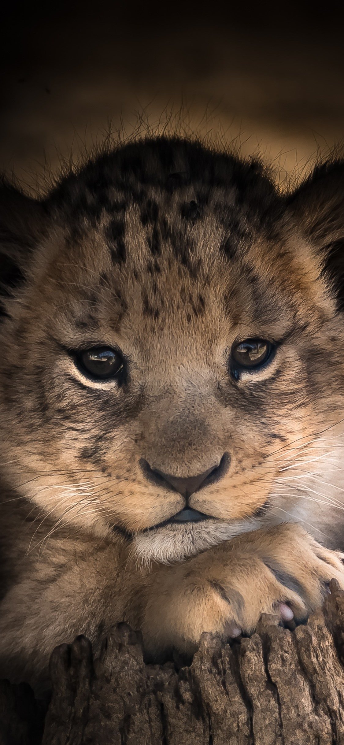 Лев Симба Челябинск