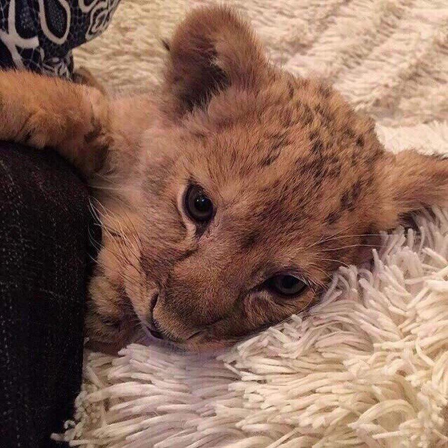 Львенок Эстетика