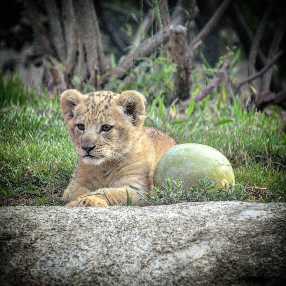 Ручной Львенок