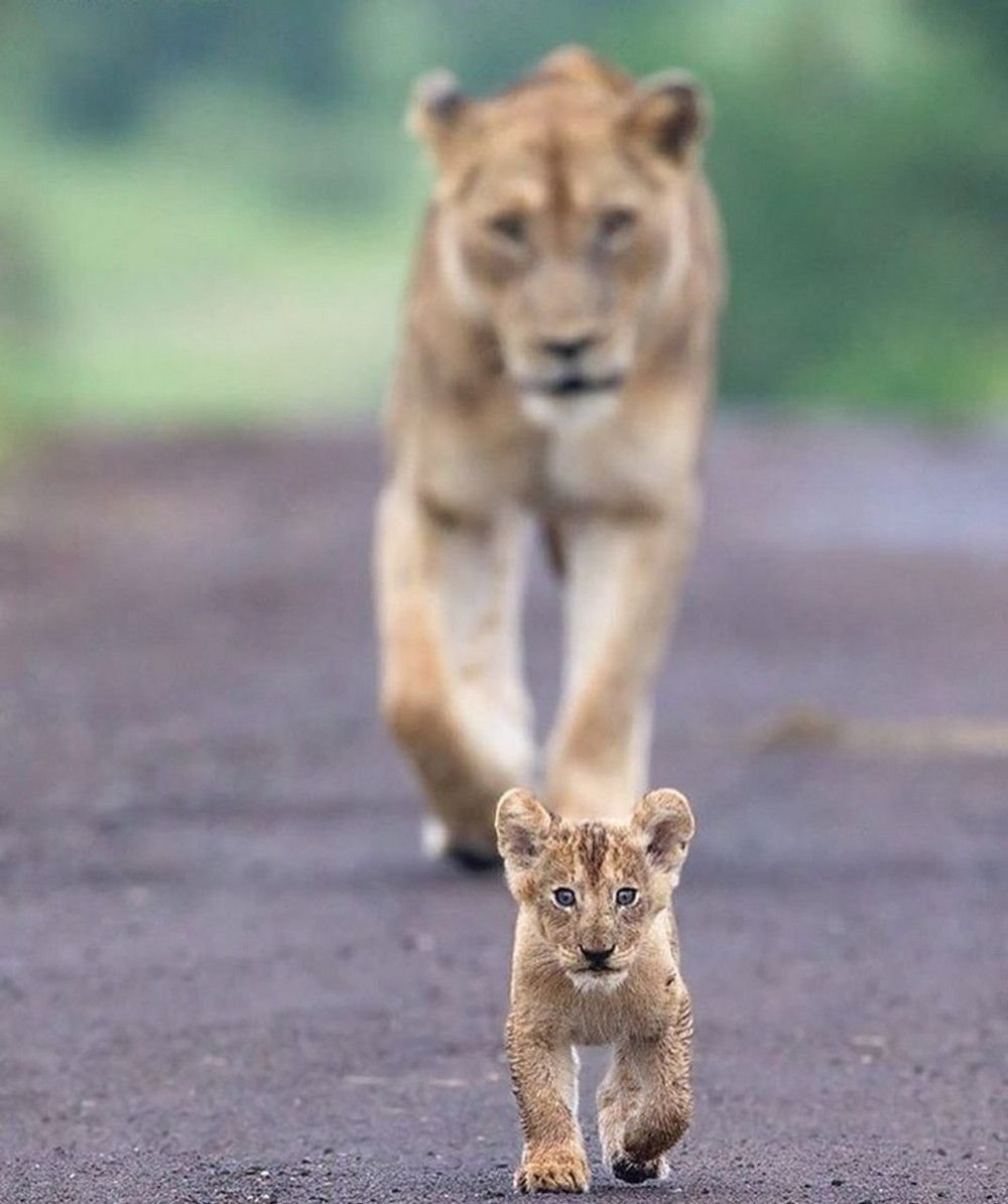 Львица бежит