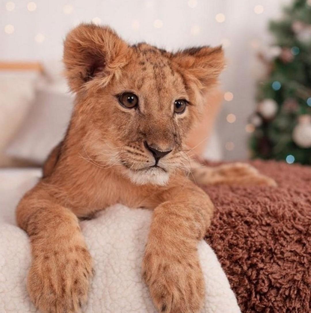 Новогодний Львенок