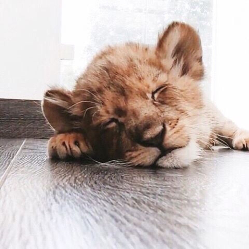 Львенок спит