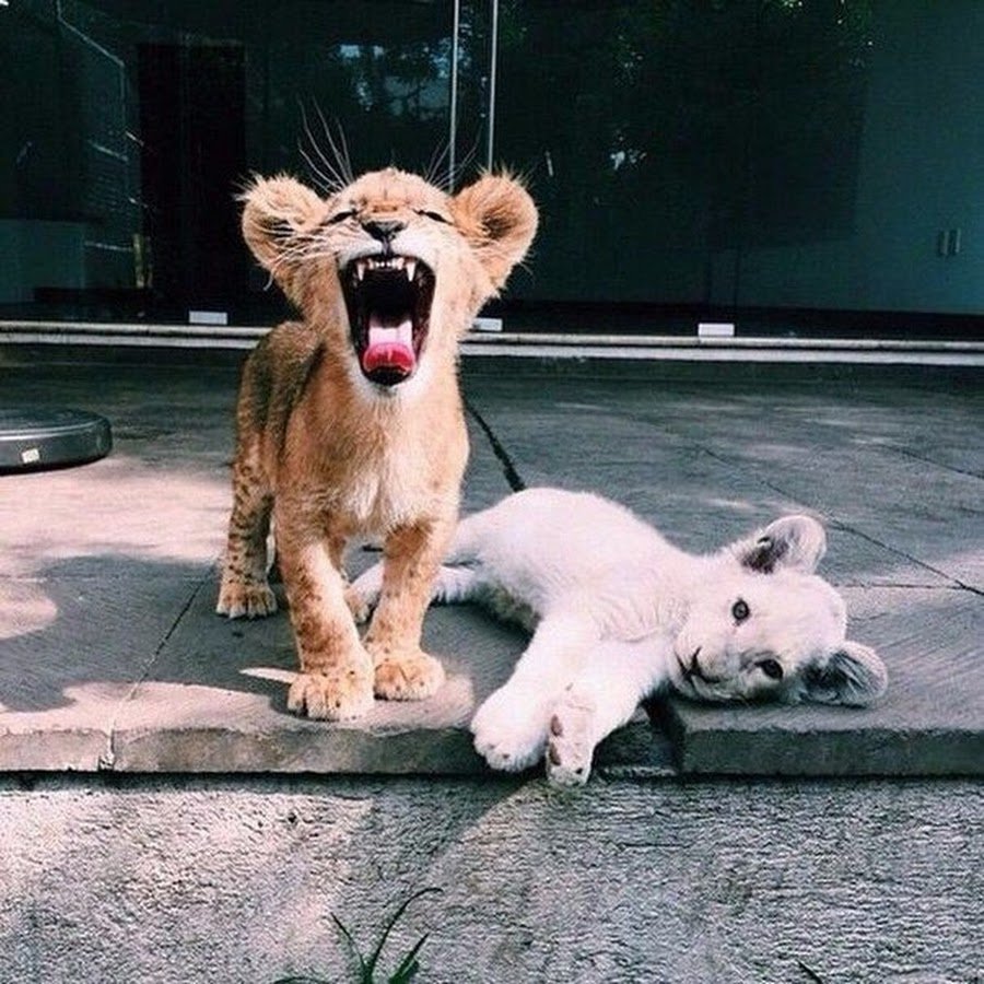 Маленький Львенок в машине