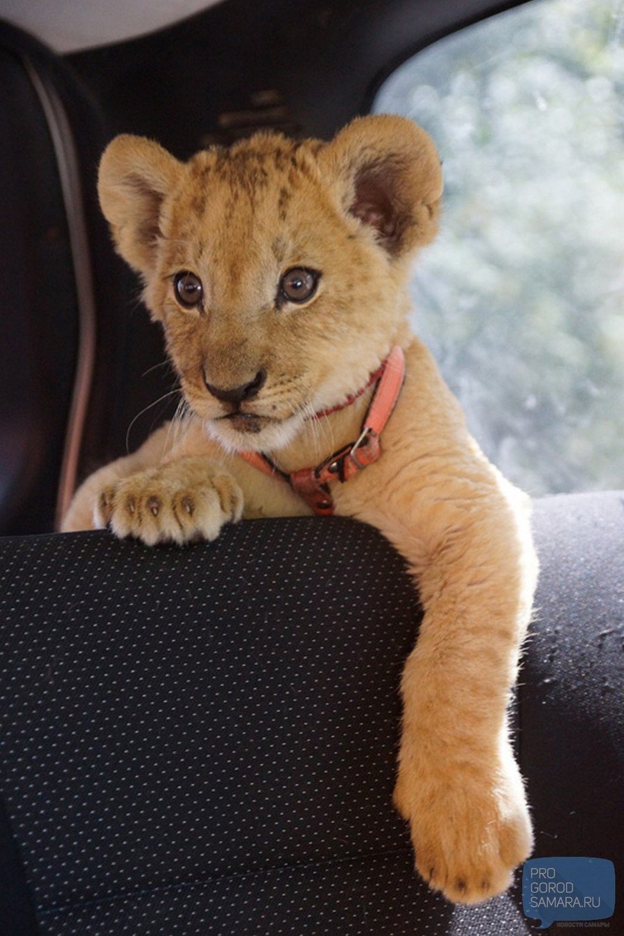 Львята красивые картинки
