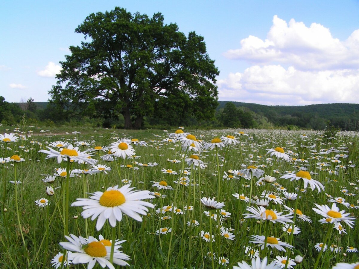 Кубань Краснодарский край