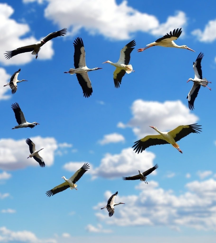 Косяк птиц в небе