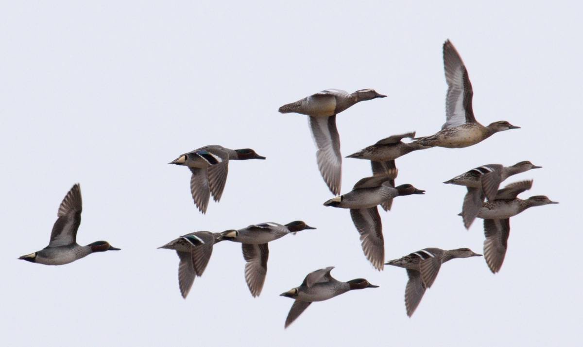 Утки летят стаей