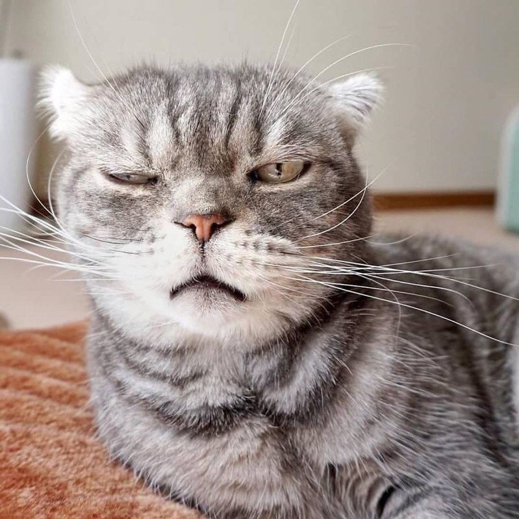 Заспанный кот