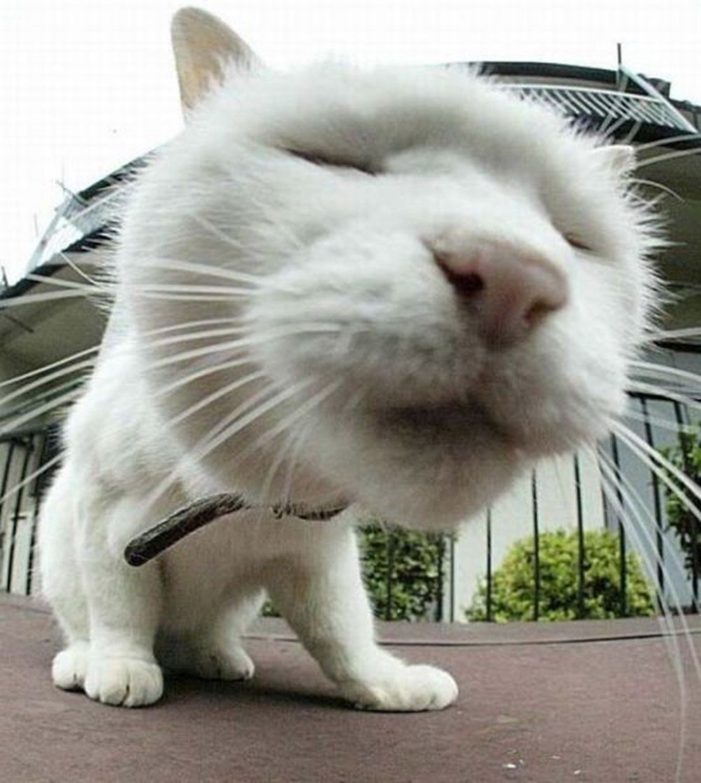 Доброе утро опять на работу картинки прикольные