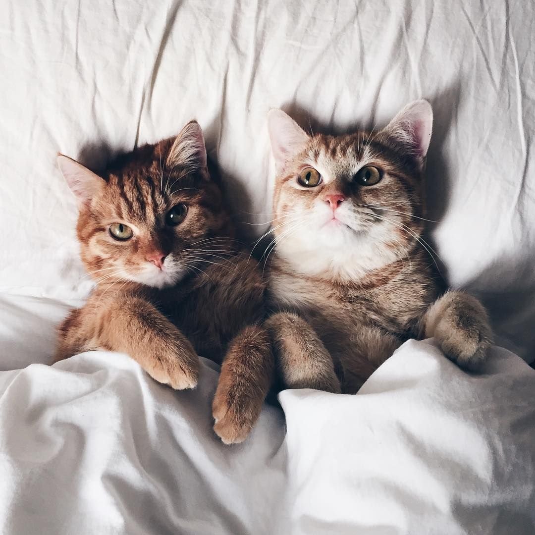 Парные котики