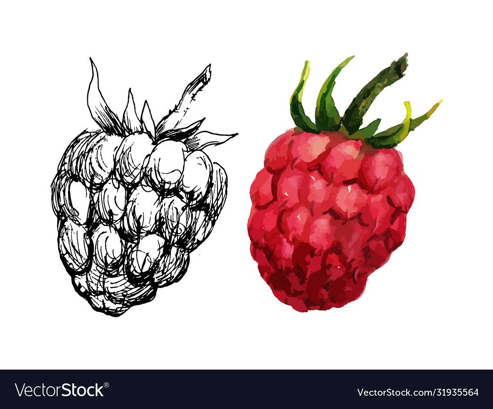 Малина вектор