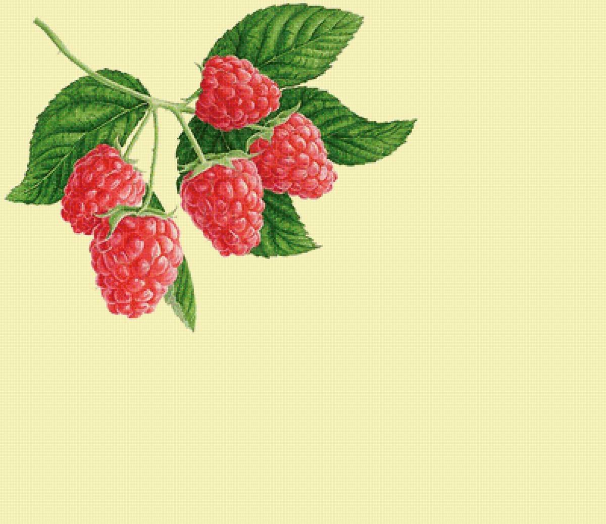 Малина на ветке без фона