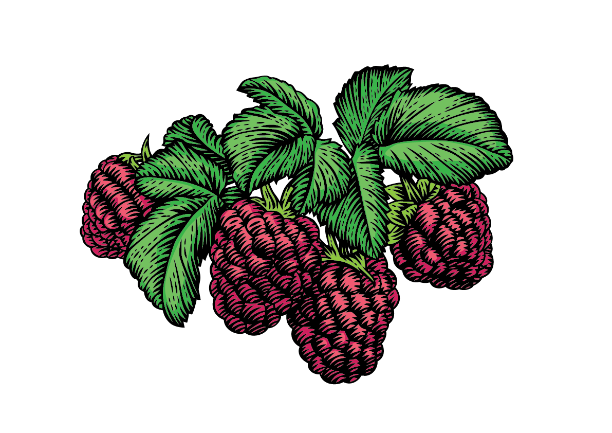 Малиновый куст вектор