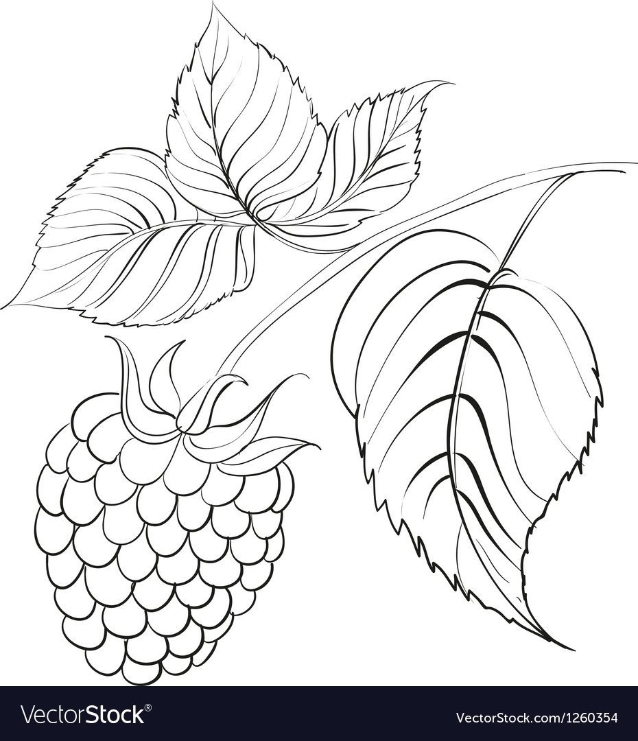 Трафарет малины для рисования