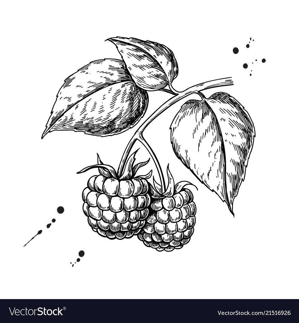 Малина рисунок карандашом