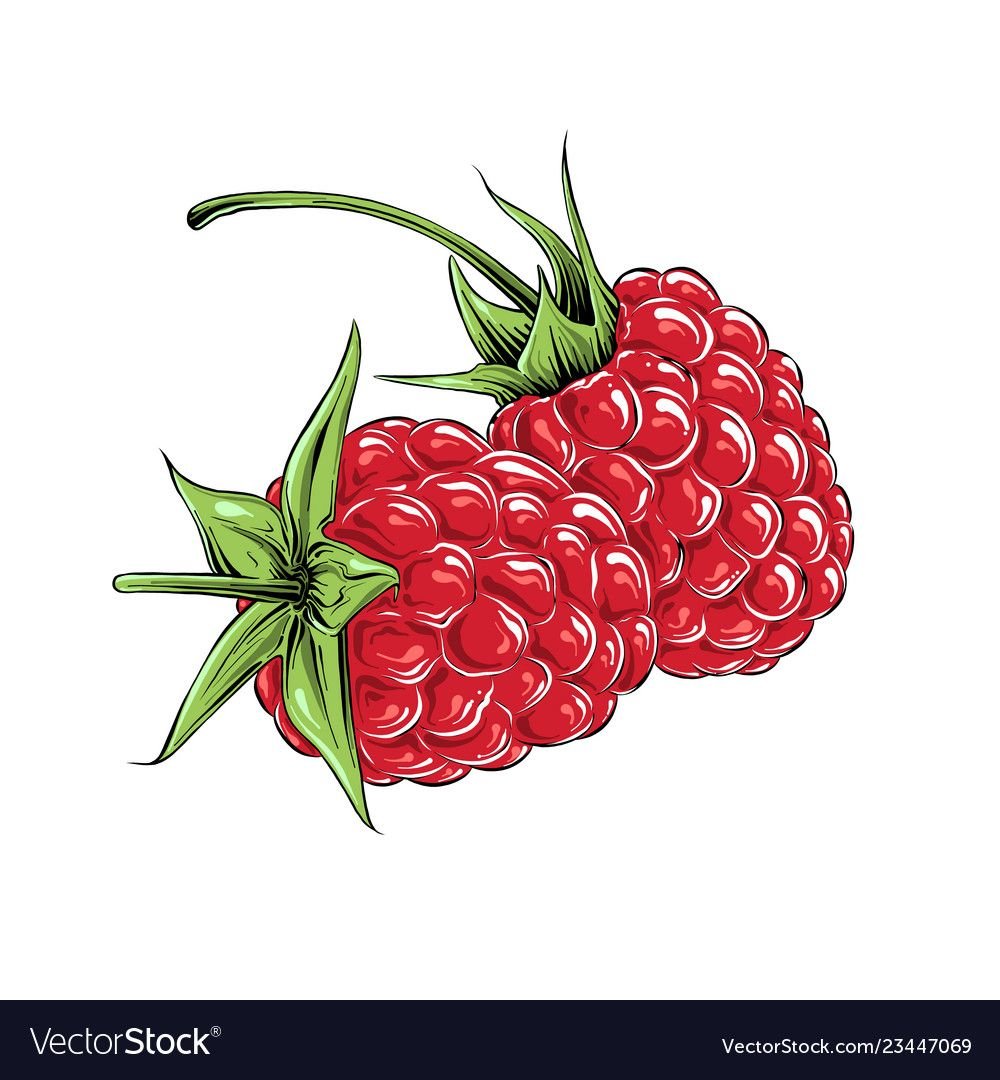 Малина для рисования