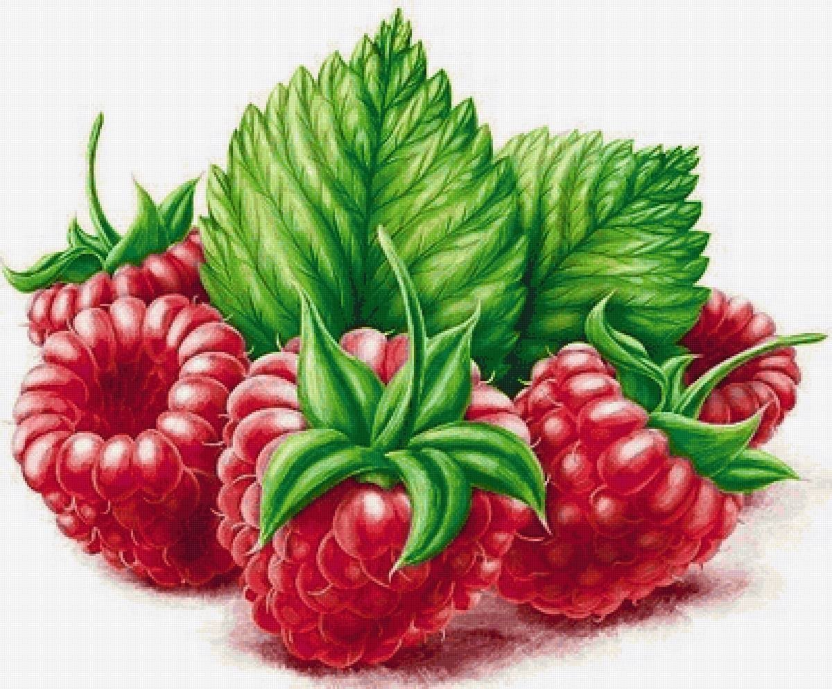 Малина рисунок карандашом цветным