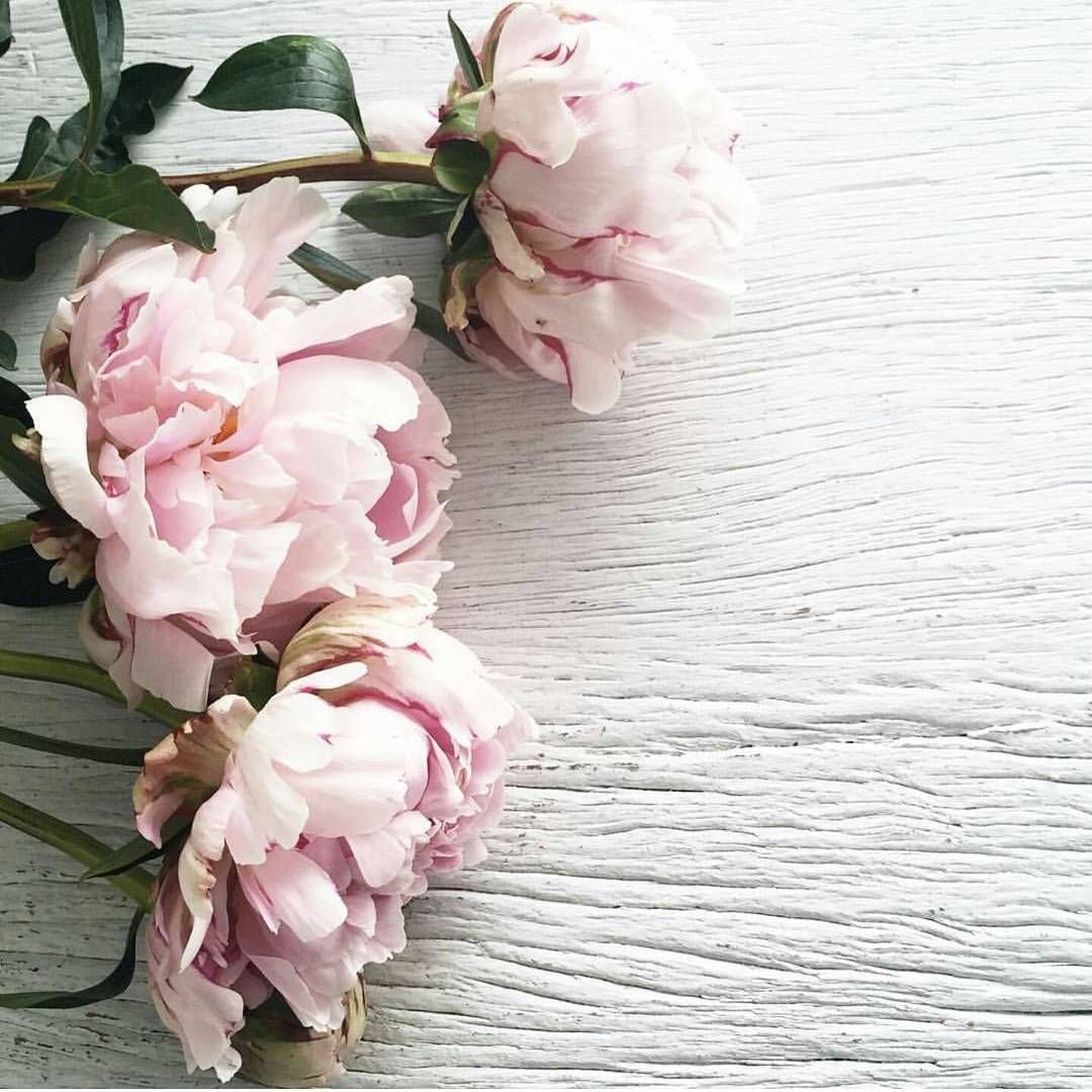 Фотофон пионы