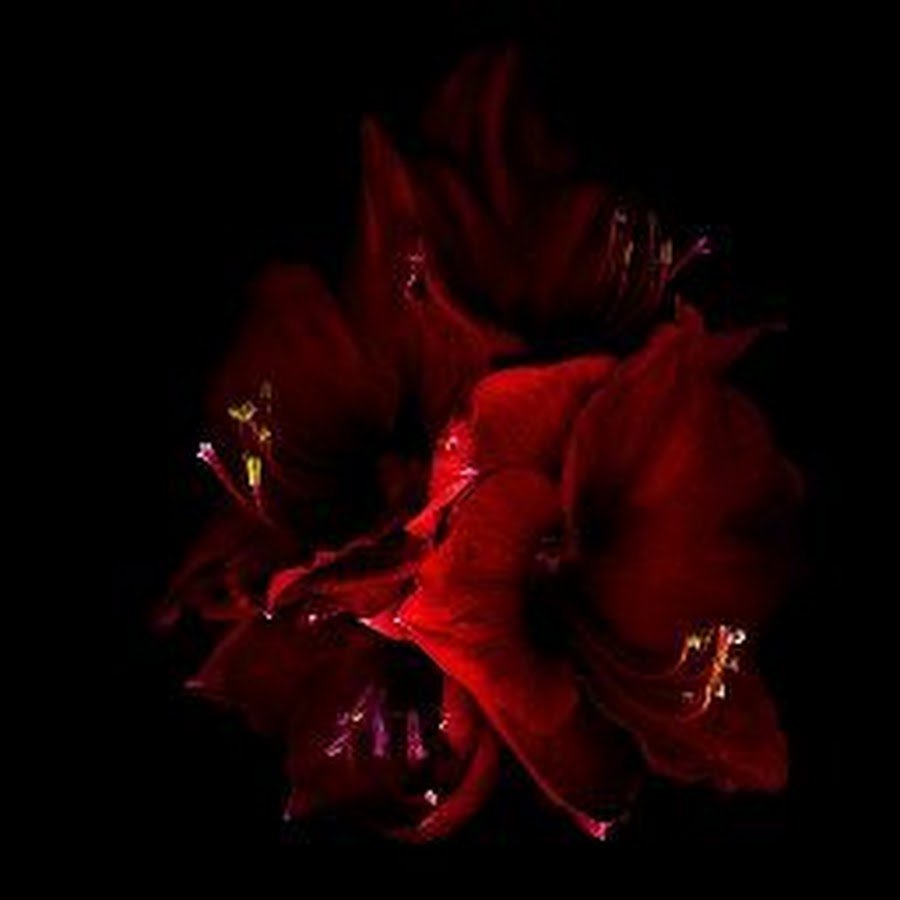 Черно красные обои