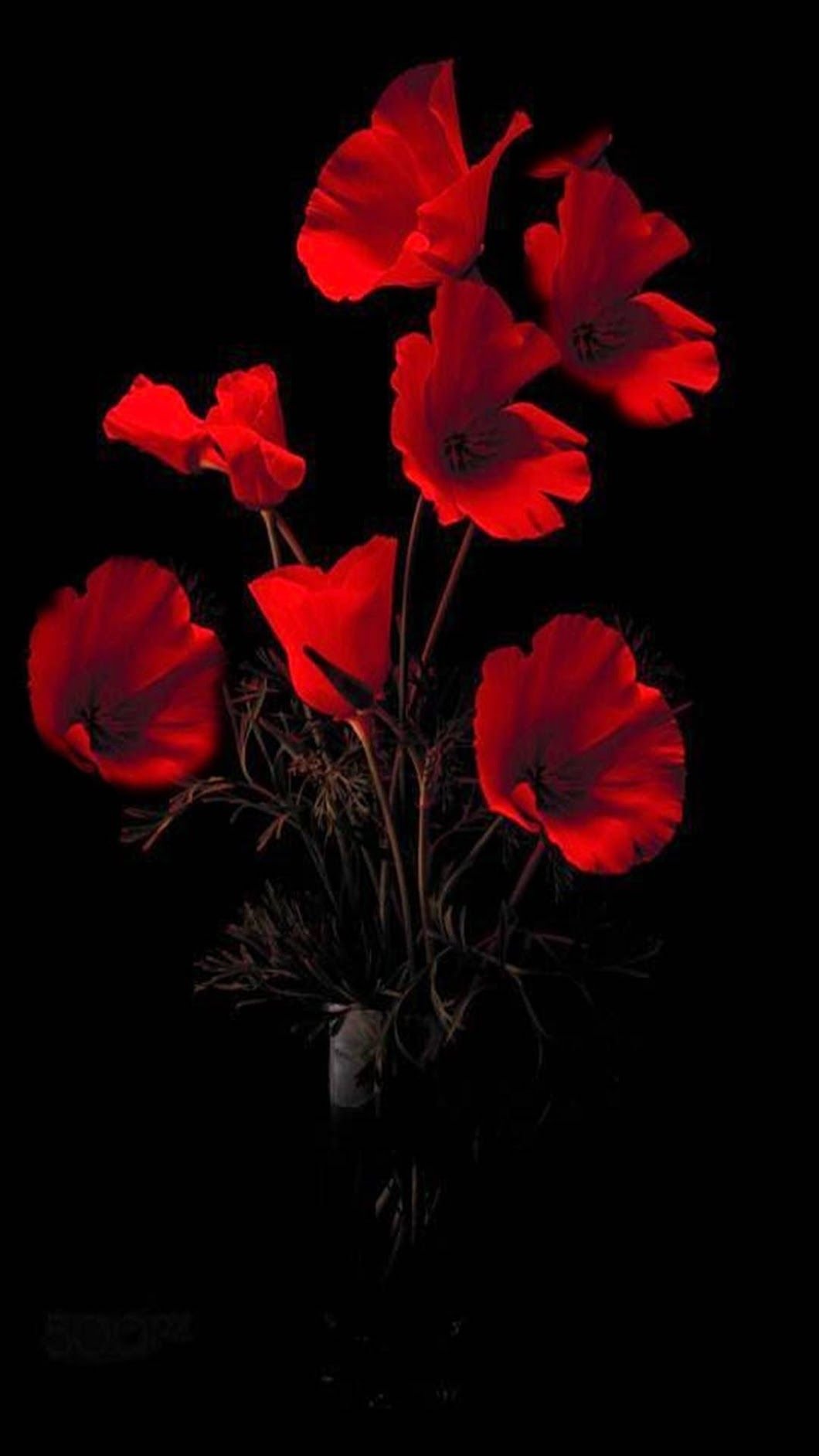 Роза на черном фоне