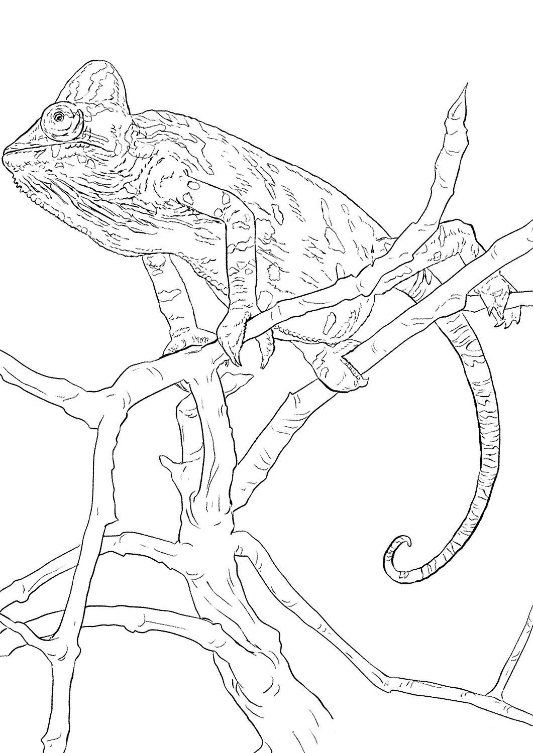 Раскраска Винкс Стелла Беливикс