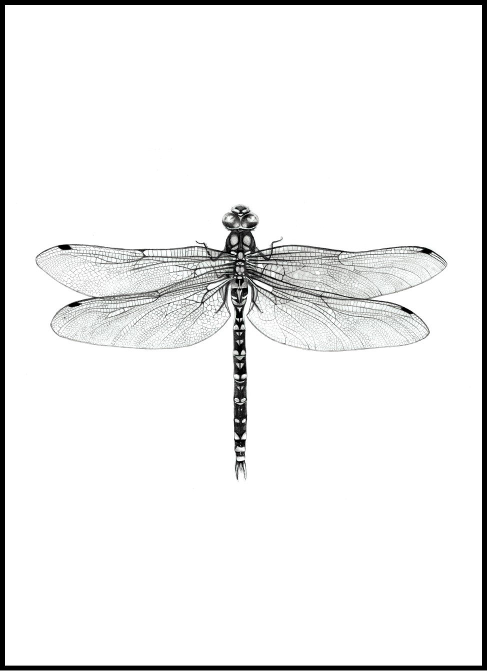 Стрекоза черно белая