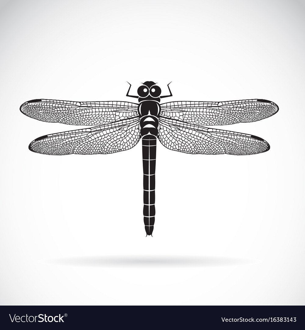 Стрекоза с тенью на белом фоне
