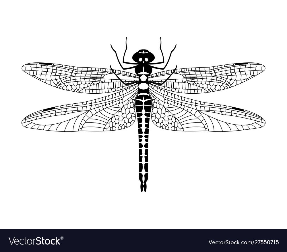Стрекоза на белом фоне дизайнерская