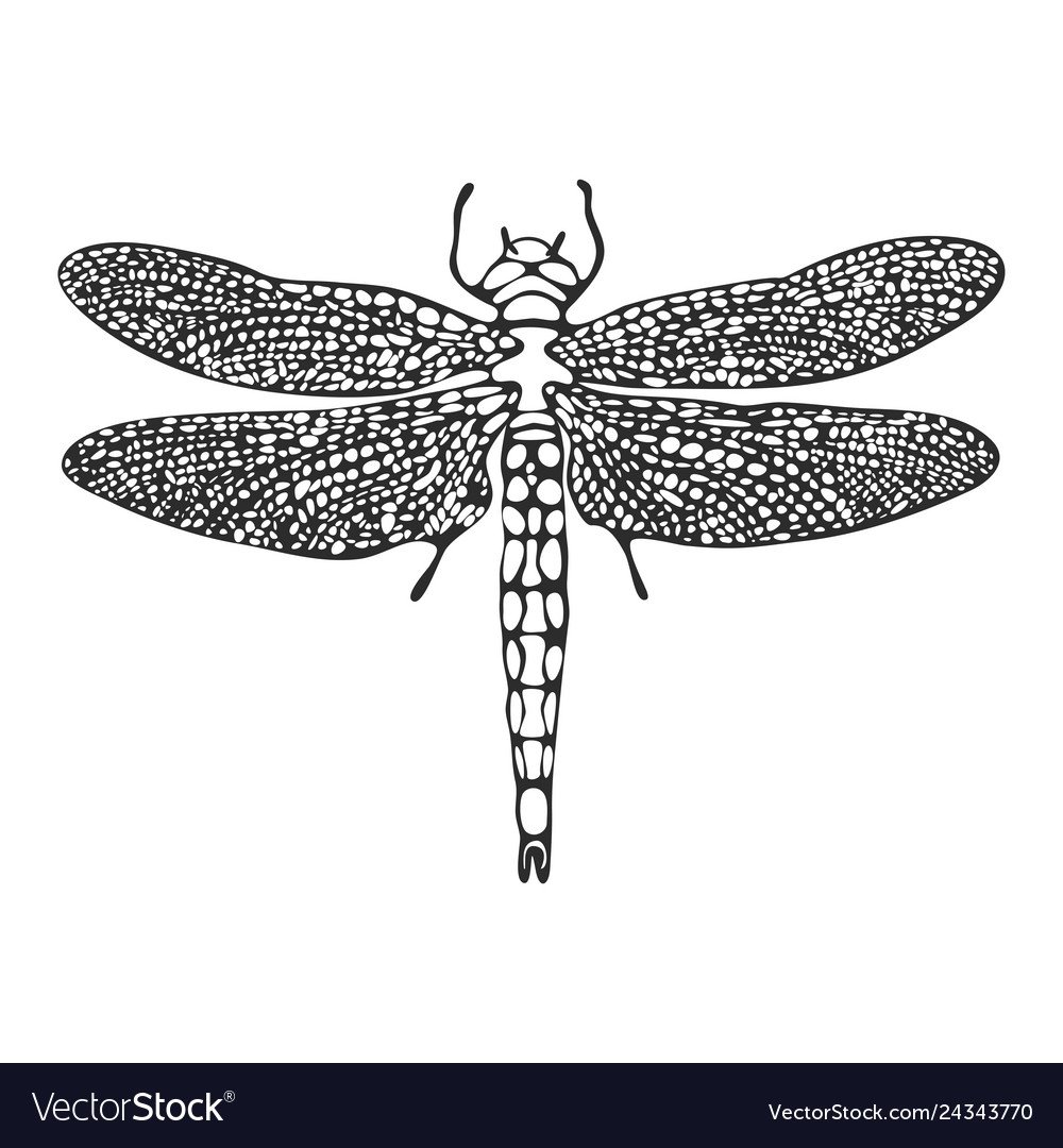 Dragonfly line Art illustration