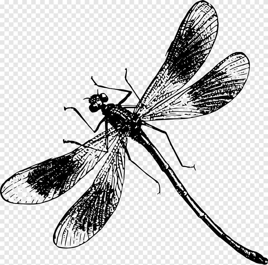 Стрекоза Графика