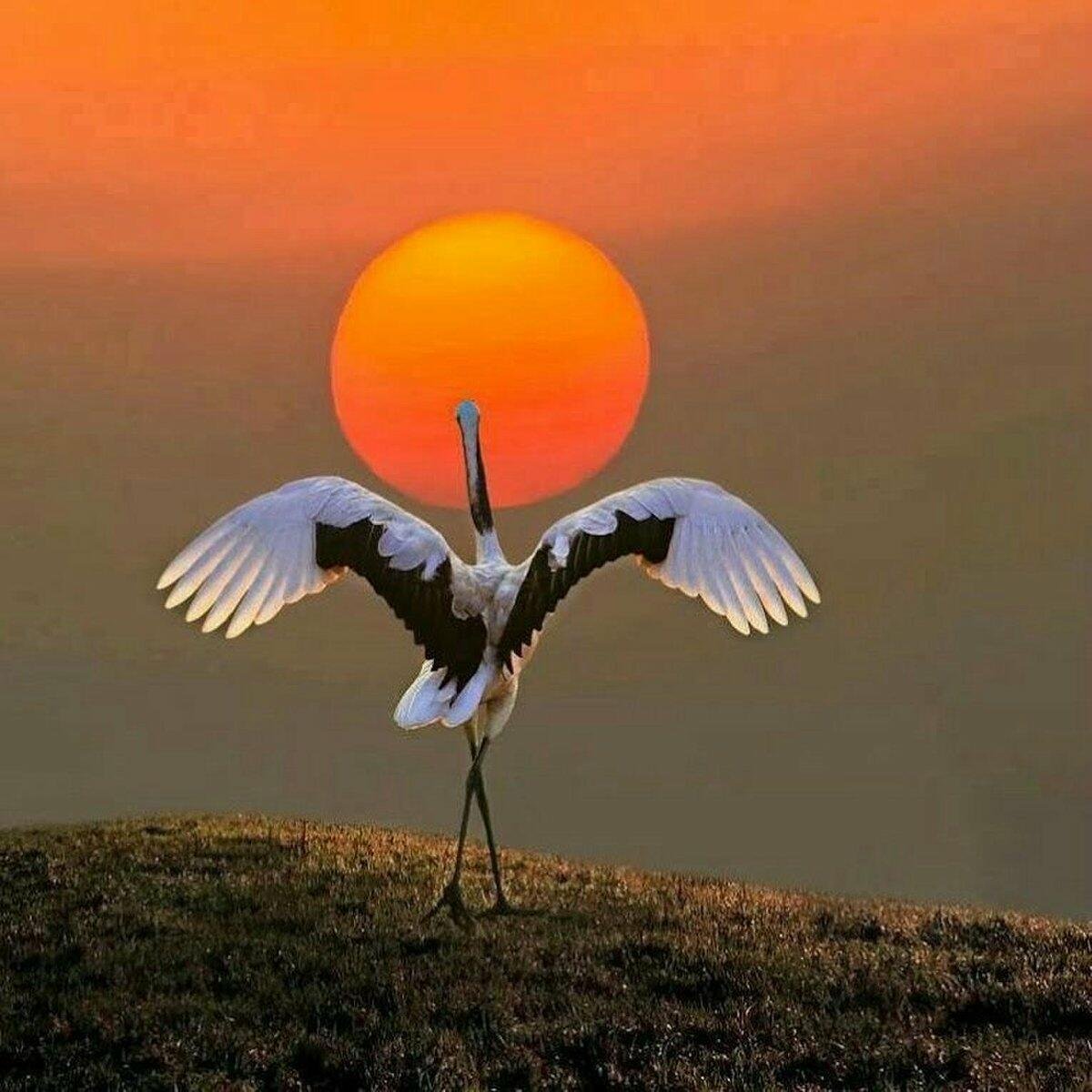 Аист на закате