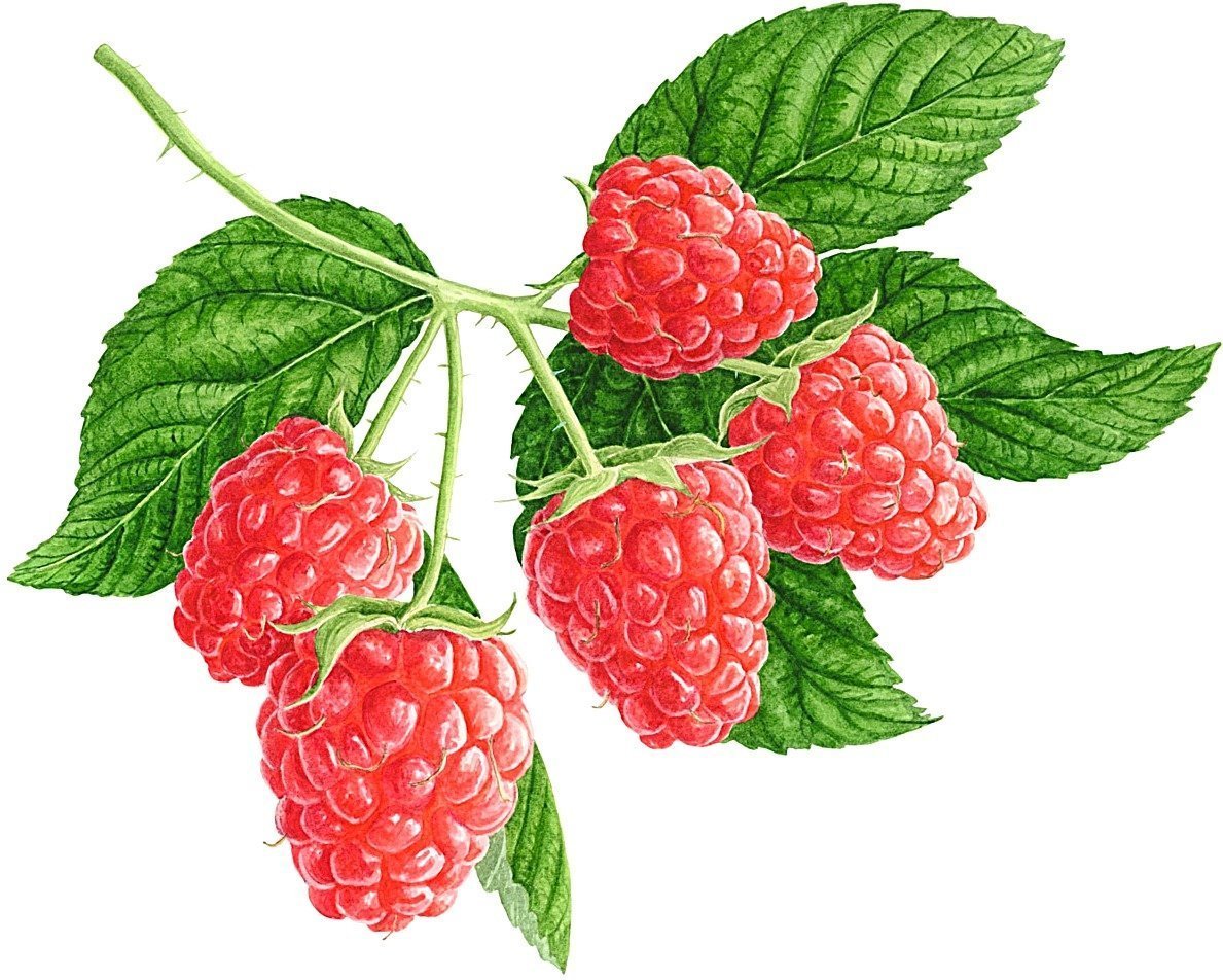 Ветка малины на белом фоне