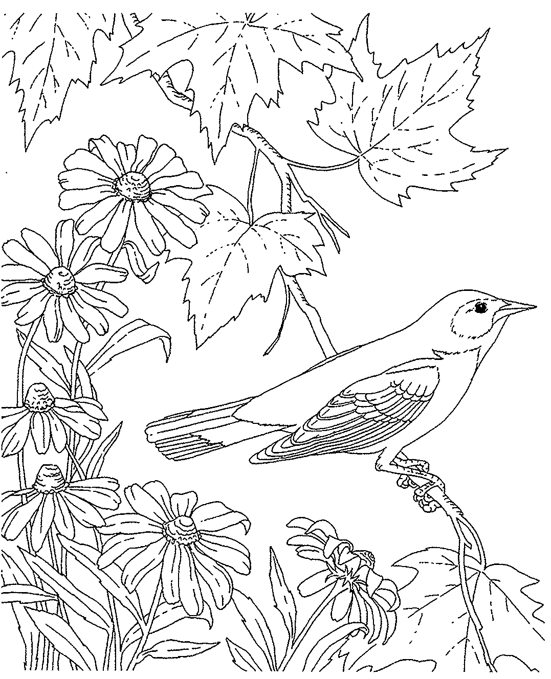 Соловей раскраска для детей