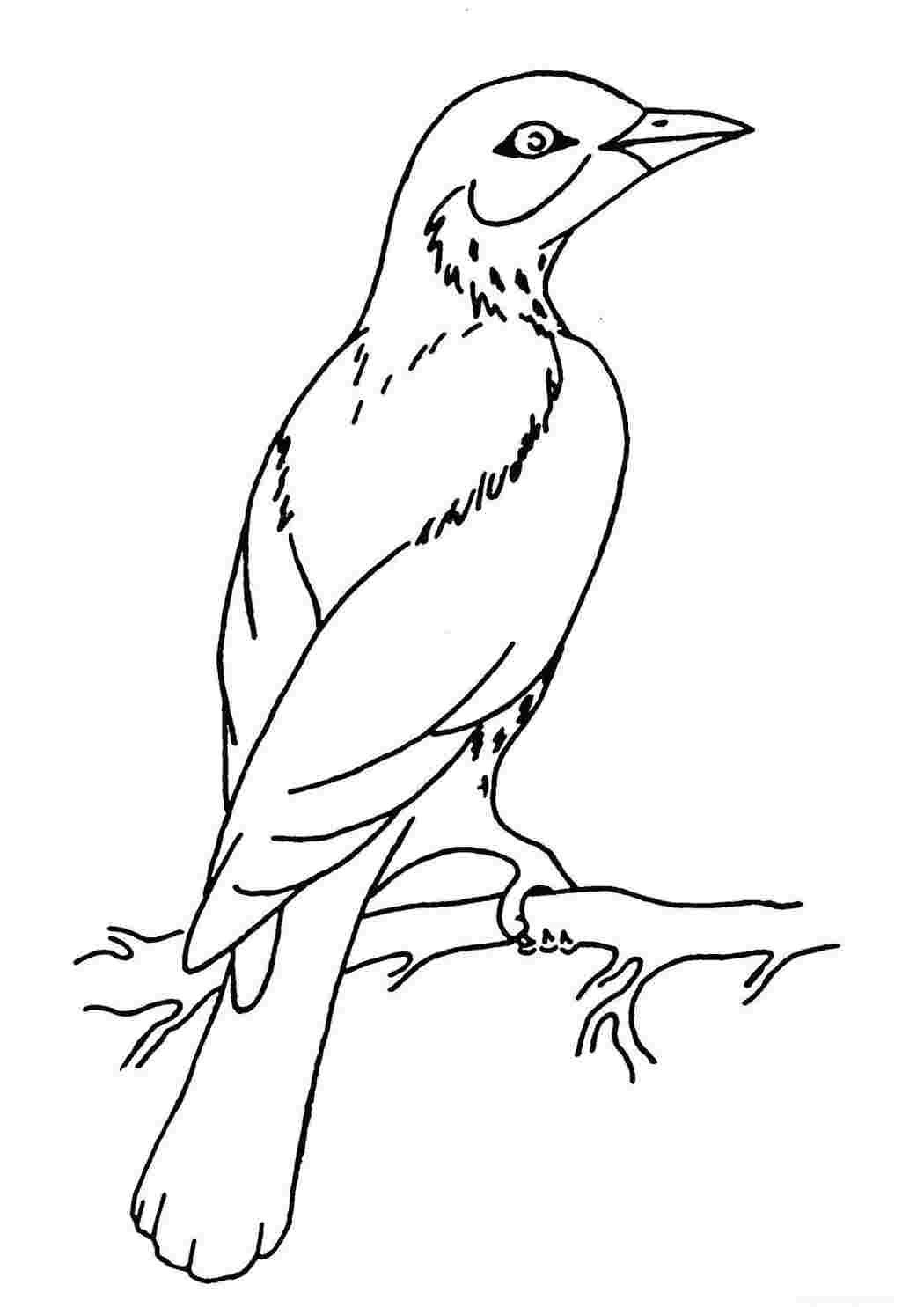 Соловей на ветке