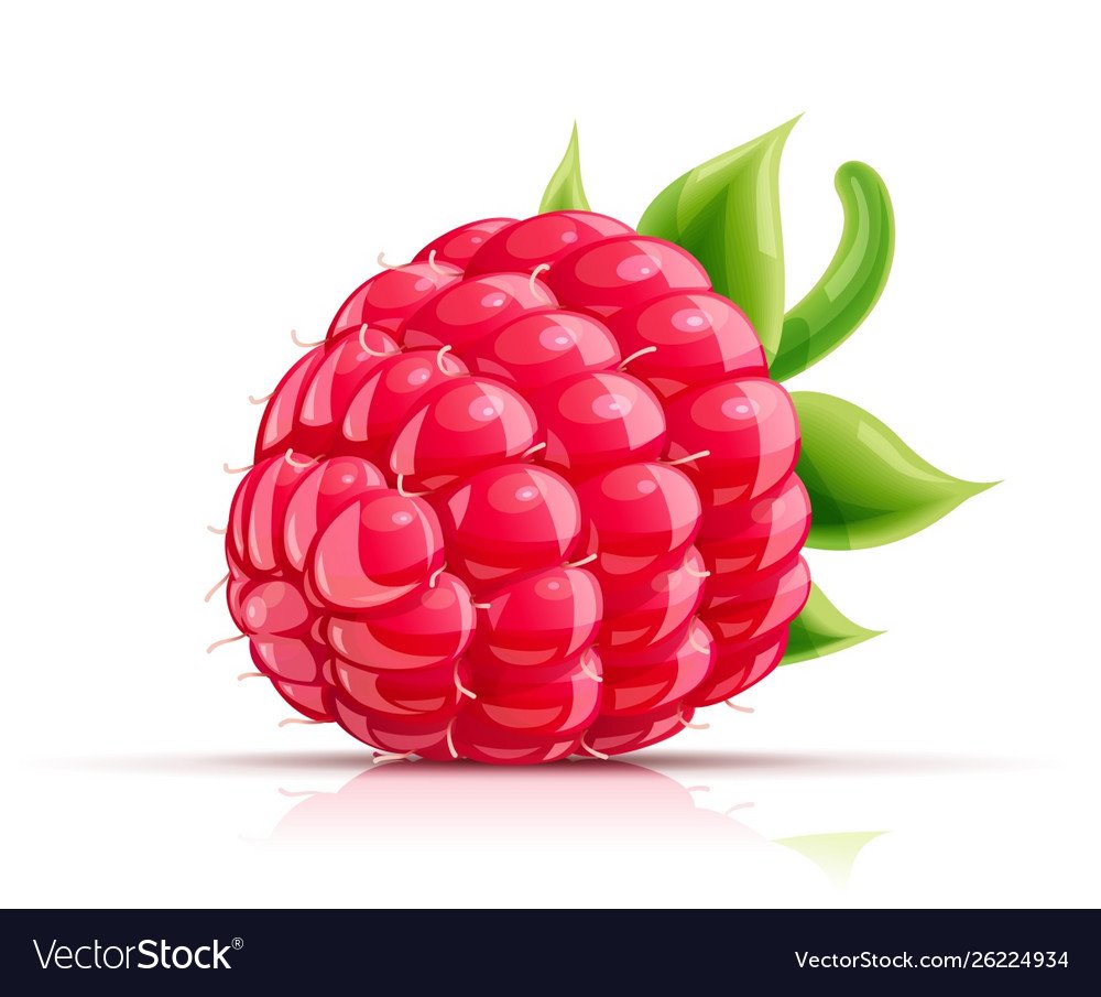 Красная малина вектор