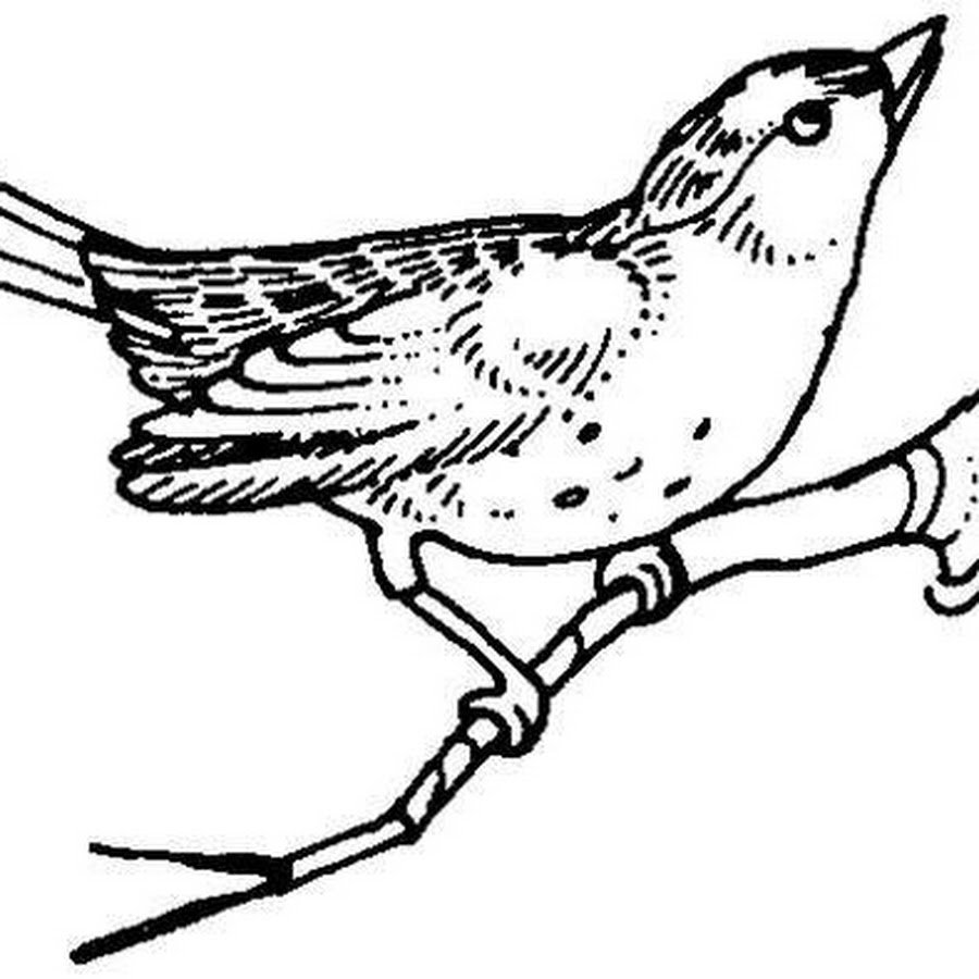 Соловей раскраска