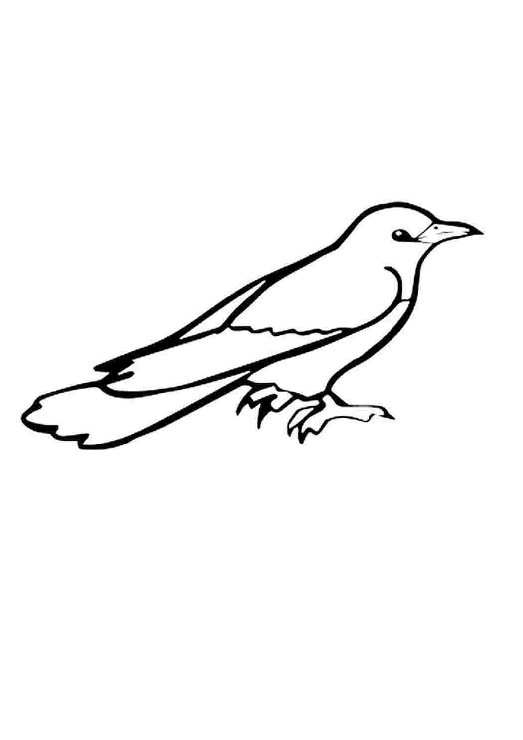 Соловей обыкновенный чернобеый