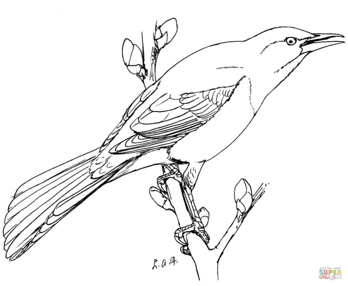 Раскраска Соловей птица