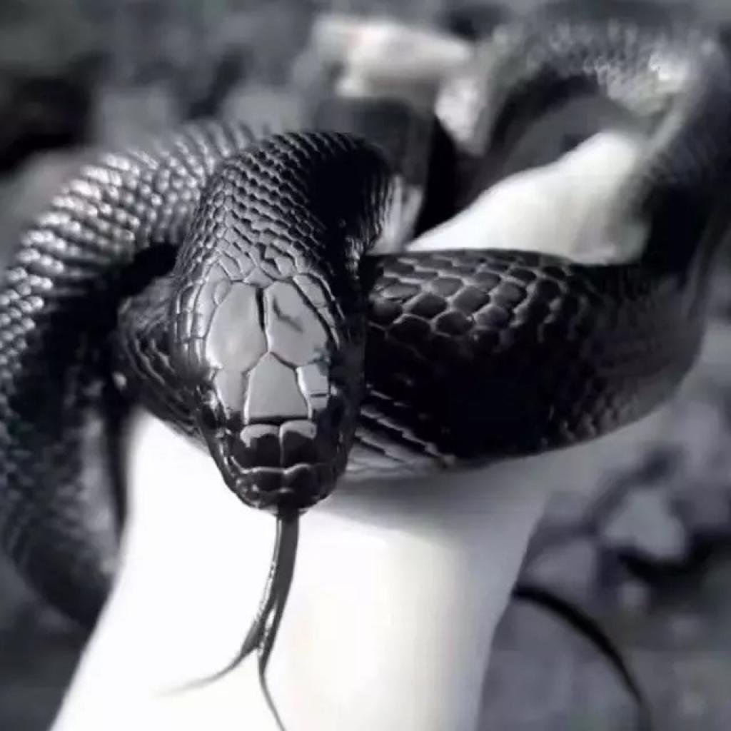 Lampropeltis getula Nigrita