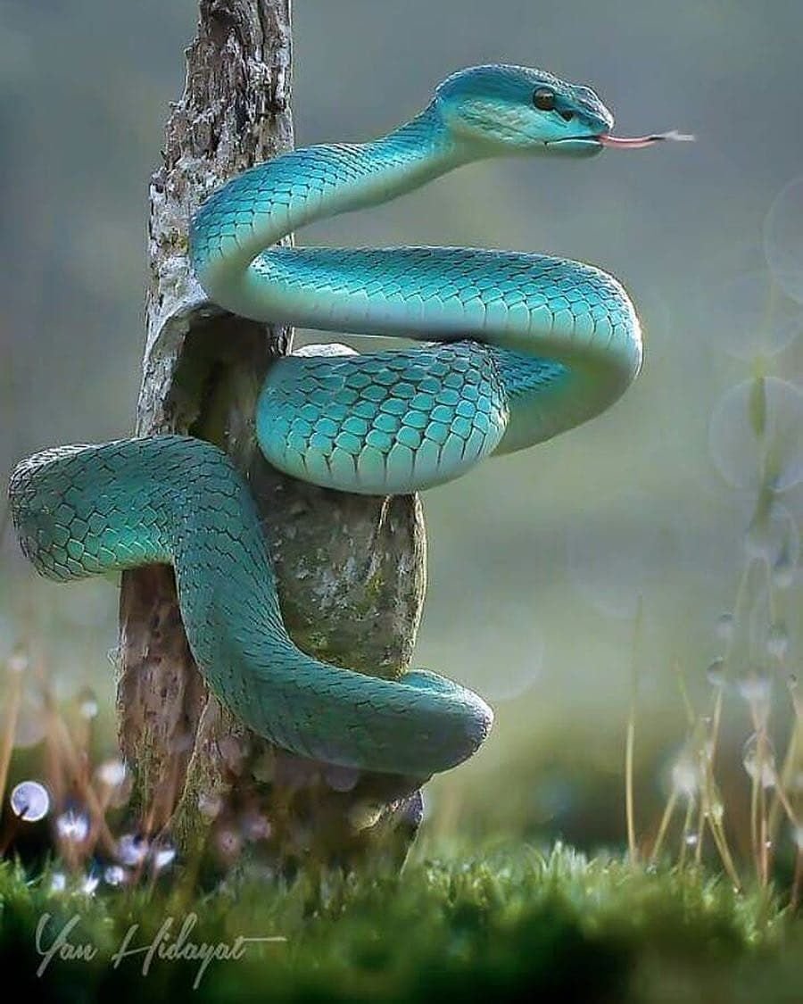 Голубая куфия гадюка